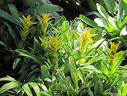 Yellow Guzmania Bromeliad (Guzmania lingulata 'Yellow') at Strader's Garden Centers
