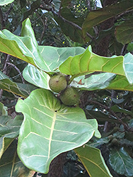 Fiddle Leaf Fig (Ficus lyrata) at Strader's Garden Centers