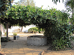 Muscadine Grape (Vitis rotundifolia) at Strader's Garden Centers