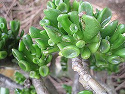 Gollum Jade Plant (Crassula ovata 'Gollum') at Strader's Garden Centers