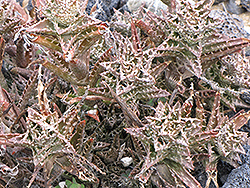 Tiger Tooth Aloe (Aloe juvenna) at Strader's Garden Centers