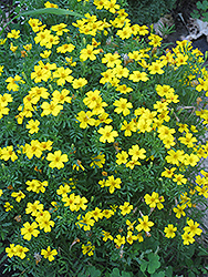 Lemon Gem Marigold (Tagetes tenuifolia 'Lemon Gem') at Strader's Garden Centers