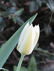 White Emperor Tulip (Tulipa 'White Emperor') at Strader's Garden Centers