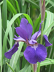 Caesar's Brother Siberian Iris (Iris sibirica 'Caesar's Brother') at Strader's Garden Centers