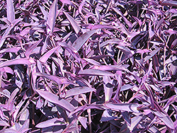 Purple Heart Spider Lily (Tradescantia pallida 'Purple Heart') at Strader's Garden Centers
