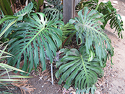 Monstera Deliciosa Plant (Monstera deliciosa) at Strader's Garden Centers