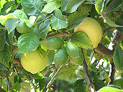 Eureka Lemon (Citrus limon 'Eureka') at Strader's Garden Centers