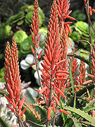 Aloe Vera (Aloe vera) at Strader's Garden Centers