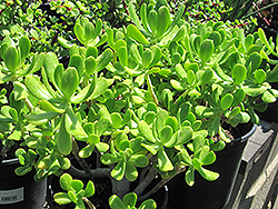 Jade Plant (Crassula argentea) at Strader's Garden Centers