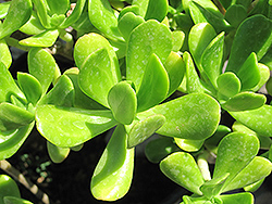 Jade Plant (Crassula argentea) at Strader's Garden Centers