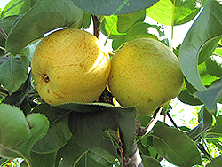 Shinseiki Asian Pear (Pyrus pyrifolia 'Shinseiki') at Strader's Garden Centers