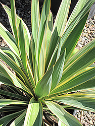 Color Guard Adam's Needle (Yucca filamentosa 'Color Guard') at Strader's Garden Centers