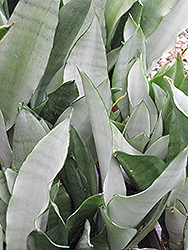 Moonshine Silver Snake Plant (Sansevieria trifasciata 'Moonshine') at Strader's Garden Centers