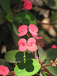 Crown Of Thorns (Euphorbia milii) at Strader's Garden Centers