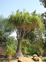 Pony Tail Palm (Nolina recurvata) at Strader's Garden Centers