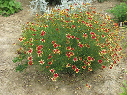 Route 66 Tickseed (Coreopsis verticillata 'Route 66') at Strader's Garden Centers