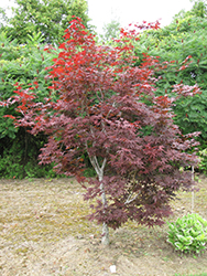 Red Emperor Japanese Maple (Acer palmatum 'Red Emperor') at Strader's Garden Centers