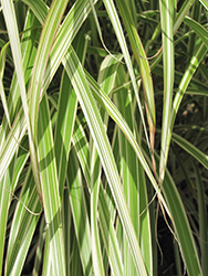 Morning Light Maiden Grass (Miscanthus sinensis 'Morning Light') at Strader's Garden Centers