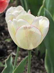 Shirley Tulip (Tulipa 'Shirley') at Strader's Garden Centers