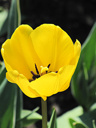 Golden Apeldoorn Tulip (Tulipa 'Golden Apeldoorn') at Strader's Garden Centers