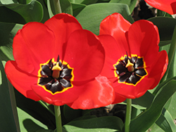 Red Apeldoorn Tulip (Tulipa 'Red Apeldoorn') at Strader's Garden Centers