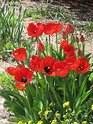 Red Apeldoorn Tulip (Tulipa 'Red Apeldoorn') at Strader's Garden Centers
