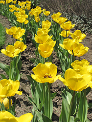 Golden Apeldoorn Tulip (Tulipa 'Golden Apeldoorn') at Strader's Garden Centers
