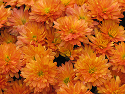 Jacqueline Orange Fusion Chrysanthemum (Chrysanthemum 'Jacqueline Orange Fusion') at Strader's Garden Centers