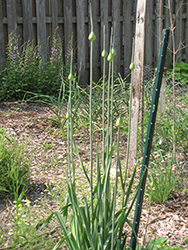 Garlic (Allium sativum) at Strader's Garden Centers