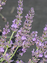 Grosso Lavender (Lavandula x intermedia 'Grosso') at Strader's Garden Centers