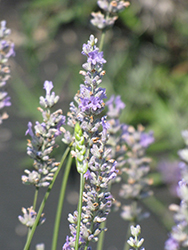 Provence Lavender (Lavandula x intermedia 'Provence') at Strader's Garden Centers