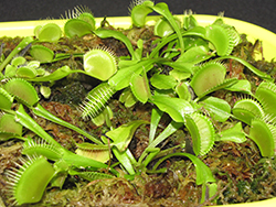 Venus Flytrap (Dionaea muscipula) at Strader's Garden Centers