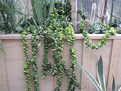 Hindu Rope Plant (Hoya carnosa 'Compacta') at Strader's Garden Centers