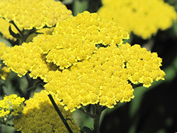 Moonshine Yarrow (Achillea 'Moonshine') at Strader's Garden Centers