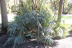 Hardy Parlor Palm (Chamaedorea radicans) at Strader's Garden Centers