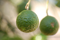 Kaffir Lime (Citrus hystrix) at Strader's Garden Centers