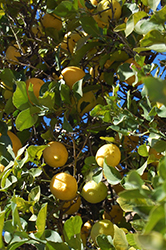 Lemon (Citrus limon) at Strader's Garden Centers