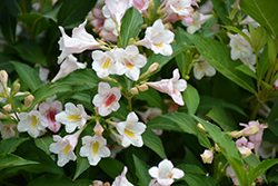 Sonic Bloom Pearl Reblooming Weigela (Weigela florida 'Bokrasopea') at Strader's Garden Centers