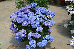 Let's Dance Blue Jangles Hydrangea (Hydrangea macrophylla 'SMHMTAU') at Strader's Garden Centers