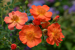 Oso Easy Paprika Rose (Rosa 'ChewMayTime') at Strader's Garden Centers