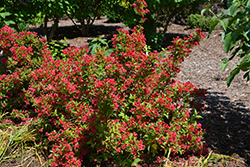 Sonic Bloom Red Reblooming Weigela (Weigela florida 'Verweig 6') at Strader's Garden Centers