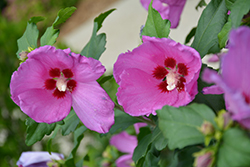 Lil' Kim Pink Rose of Sharon (Hibiscus syriacus 'Lil' Kim Pink') at Strader's Garden Centers