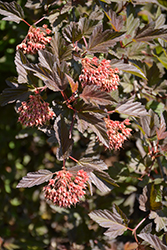 Summer Wine Ninebark (Physocarpus opulifolius 'Seward') at Strader's Garden Centers