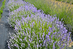 Blue Cushion Lavender (Lavandula angustifolia 'Blue Cushion') at Strader's Garden Centers