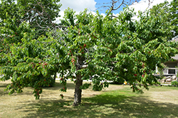 Bing Cherry (Prunus avium 'Bing') at Strader's Garden Centers