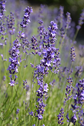 Provence Blue Lavender (Lavandula angustifolia 'Provence Blue') at Strader's Garden Centers