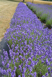 Hidcote Lavender (Lavandula angustifolia 'Hidcote') at Strader's Garden Centers