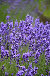 Hidcote Lavender (Lavandula angustifolia 'Hidcote') at Strader's Garden Centers