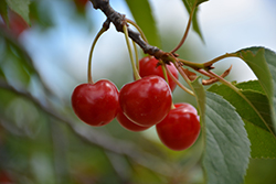 Montmorency Cherry (Prunus 'Montmorency') at Strader's Garden Centers