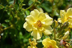 Oso Easy Lemon Zest Rose (Rosa 'Chewhocan') at Strader's Garden Centers